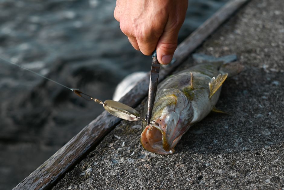 A person using pliers to remove a hook from a freshly caught bass fish.